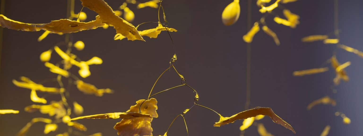 South Australian Living Artists (SALA) Festival 2024 Award Winners announced