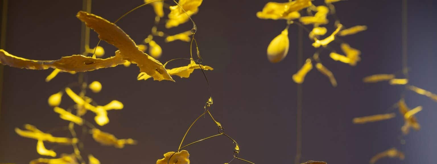 South Australian Living Artists (SALA) Festival 2024 Award Winners announced