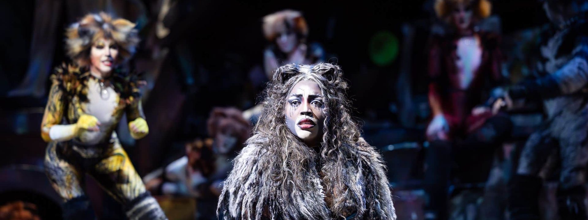 Cats Opens In Adelaide This Week