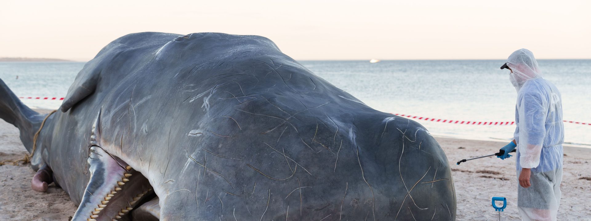 Adelaide Festival’s Whale: Real life or Art?