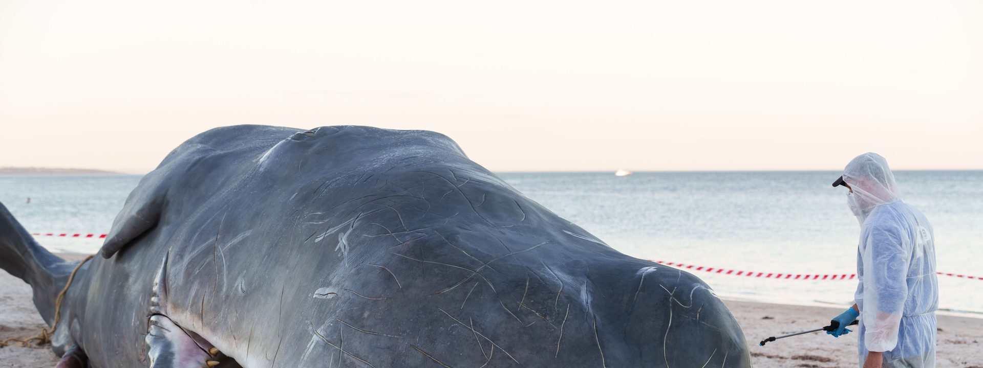 Adelaide Festival’s Whale: Real life or Art?