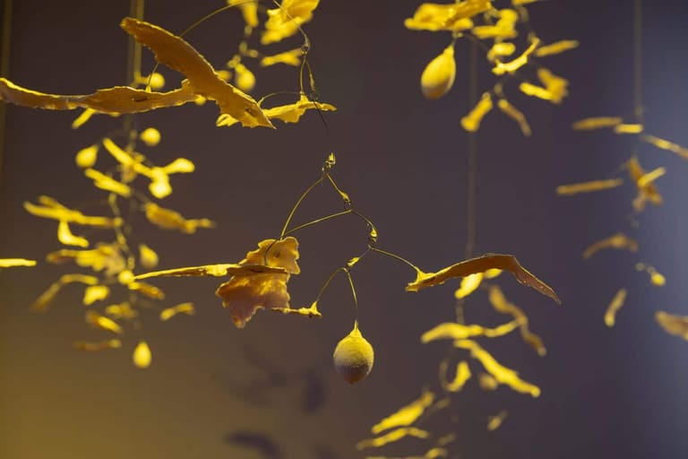 South Australian Living Artists (SALA) Festival 2024 Award Winners announced