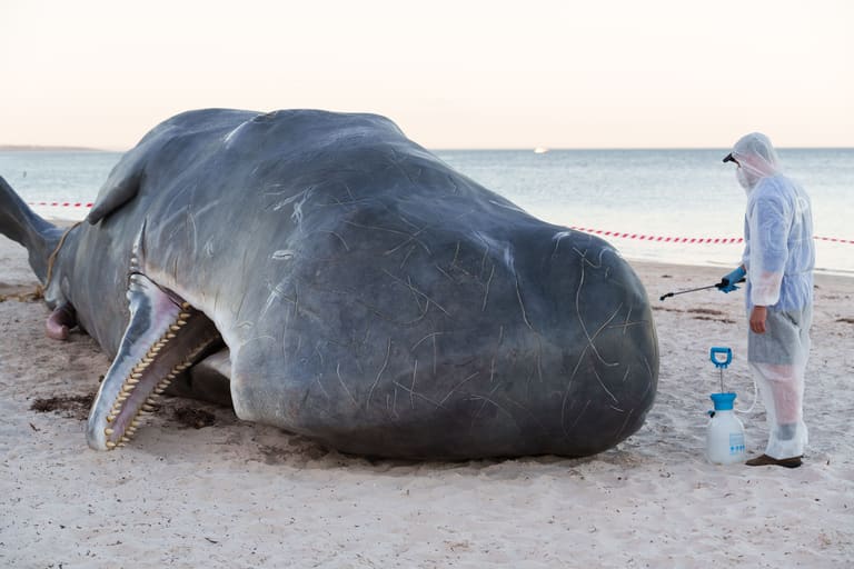 Adelaide Festival’s Whale: Real life or Art?