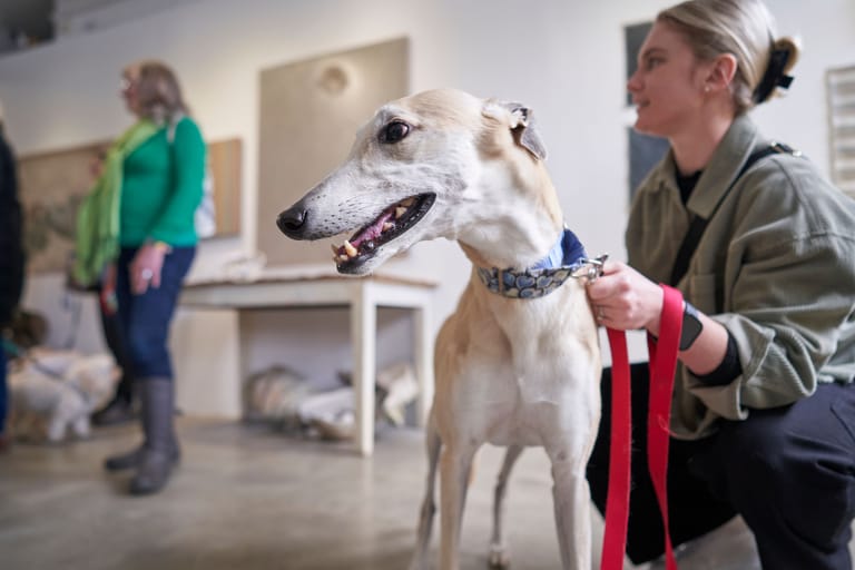 Woman holding a white greyhound with red collar and lead in an indoor venue, with other visitors in background.