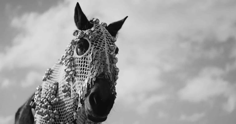 Horse wearing ornate patterned covering against cloudy sky in black and white photograph.