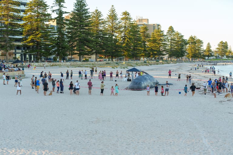 Beachgoers and swimmers gather on a wide sandy beach with a blue playground structure, backed by pine trees and high-rise buildings.