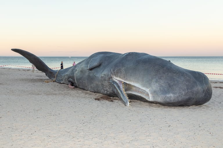 Beached whale carcass on sand at dawn with onlookers in the distance.
