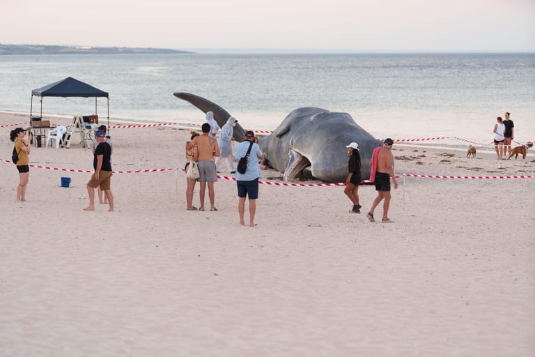 Beached whale surrounded by onlookers and red and white barrier tape on sandy shore.