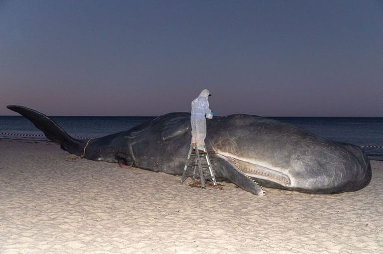 Person in white protective suit standing beside a large beached whale on sand at dusk.